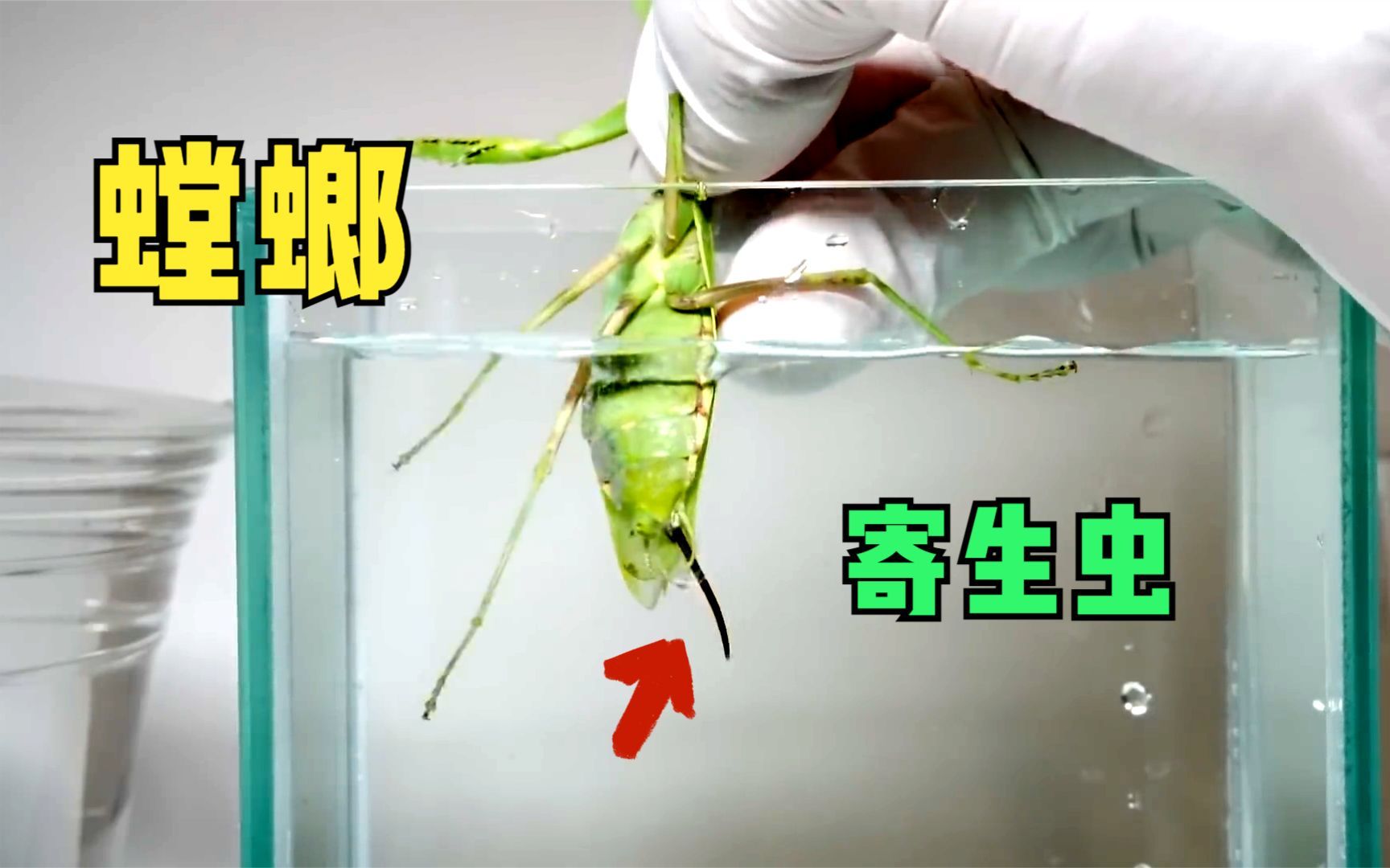 螳螂的肚子里有多少寄生虫,用淡水一泡,全部都钻出来了!