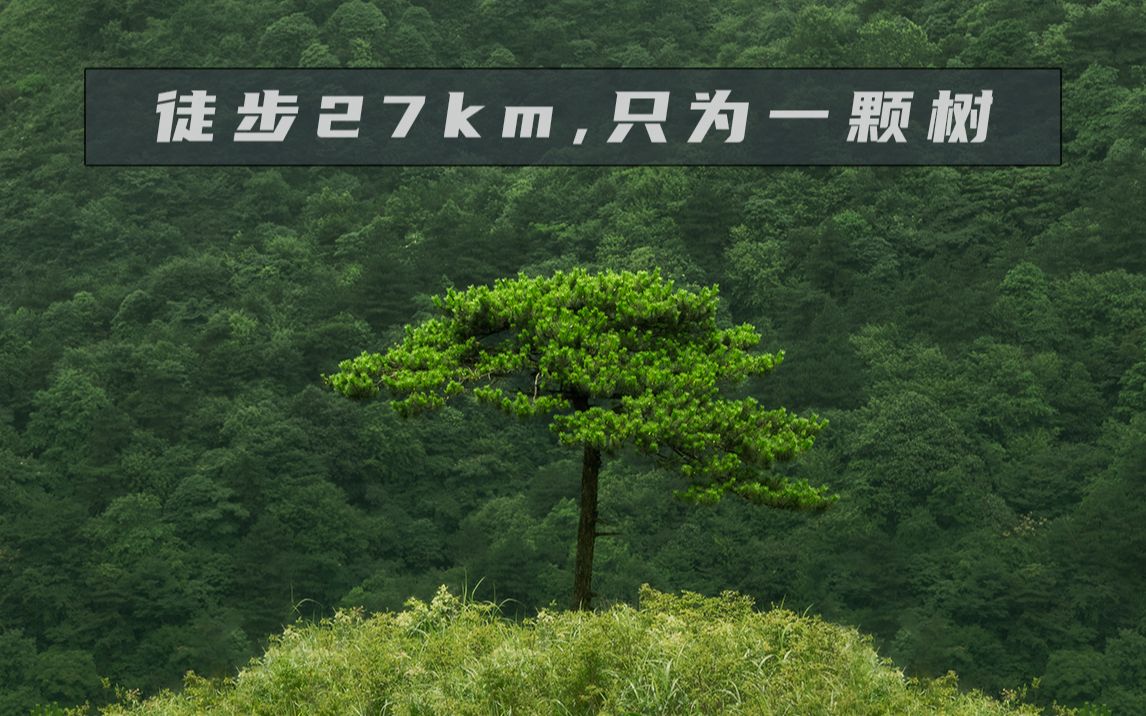 【周末风光摄影】徒步27km只为了拍树?(武功山.上)哔哩哔哩bilibili