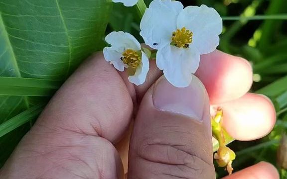 【植物科普】野慈姑:泽泻科慈菇属多年生草本植物.哔哩哔哩bilibili