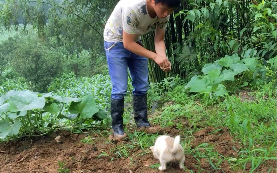 82集小代去地里种豇豆,淘气的狗狗把刚播下的种子都吃了,太调皮了哔哩哔哩bilibili