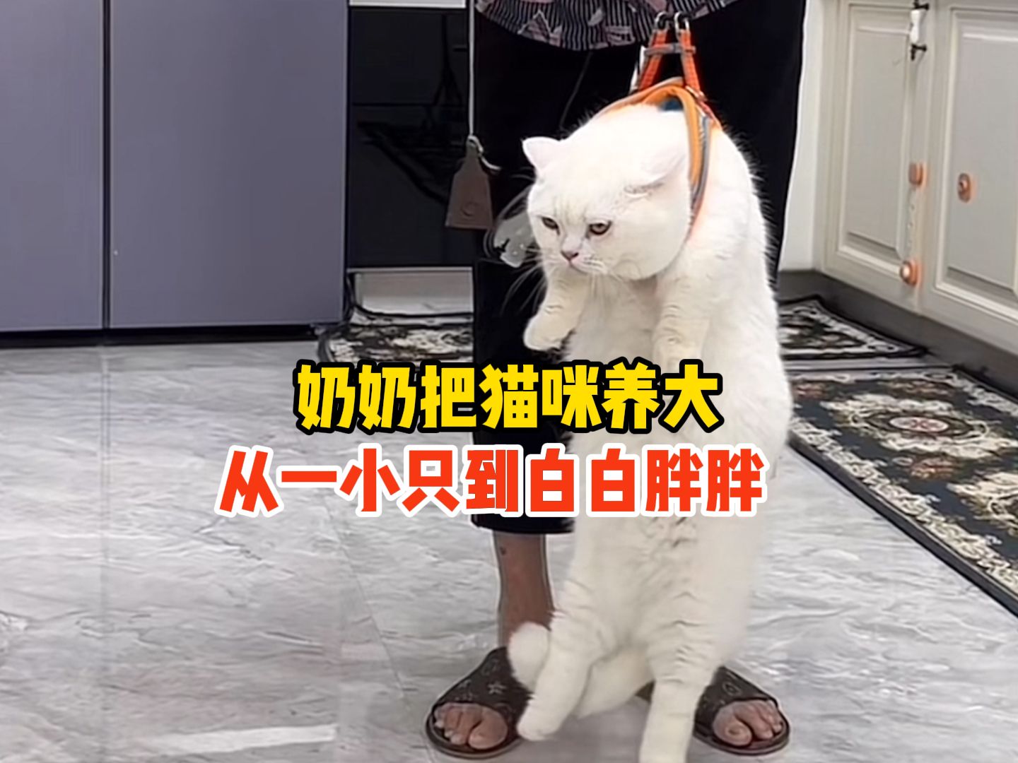 奶奶把猫咪养大,从一小只到白白胖胖,“没有奶奶养不胖的猫”哔哩哔哩bilibili