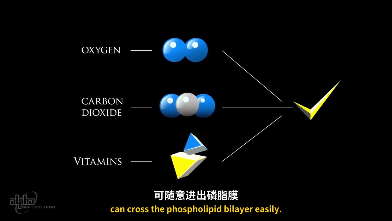 【双语】细胞膜可不简单@阿尔法小分队科教组哔哩哔哩bilibili