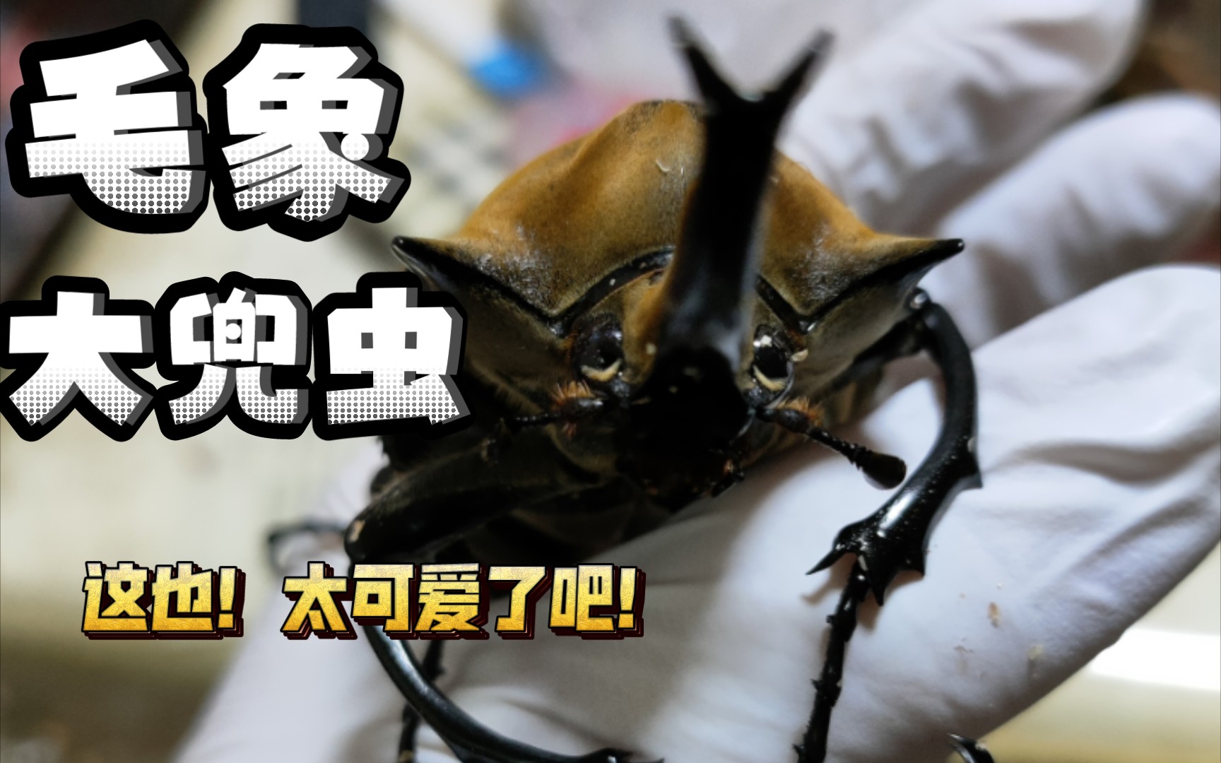 大眼睛!超可爱!