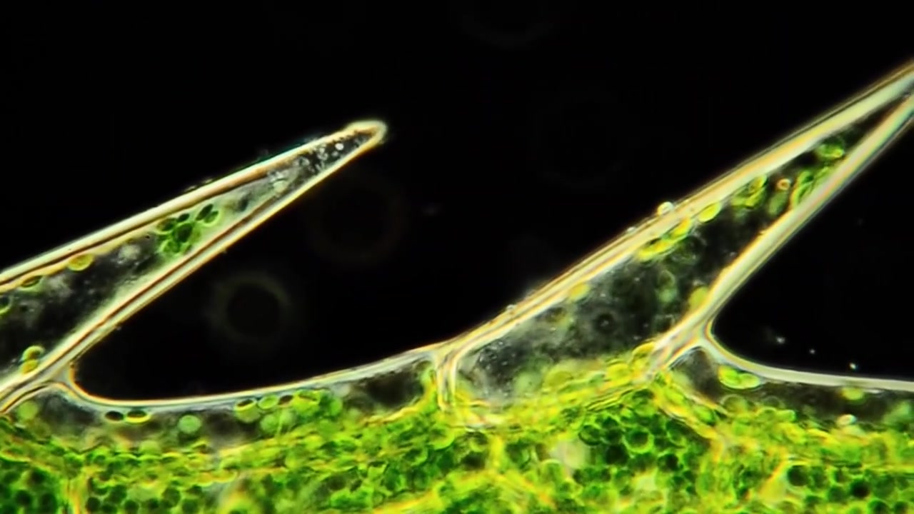 显微镜下的叶绿体,安静而美丽