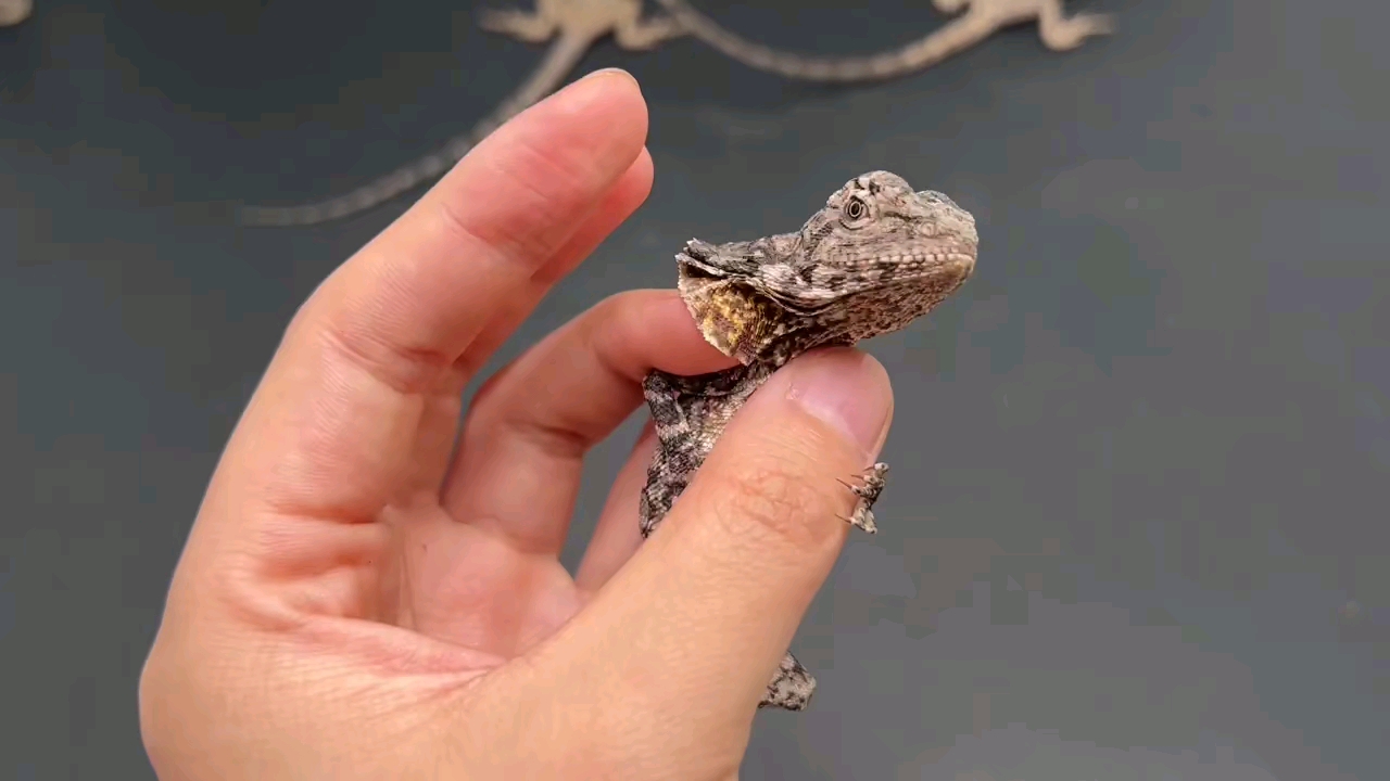 澳洲伞蜥 随时可开伞