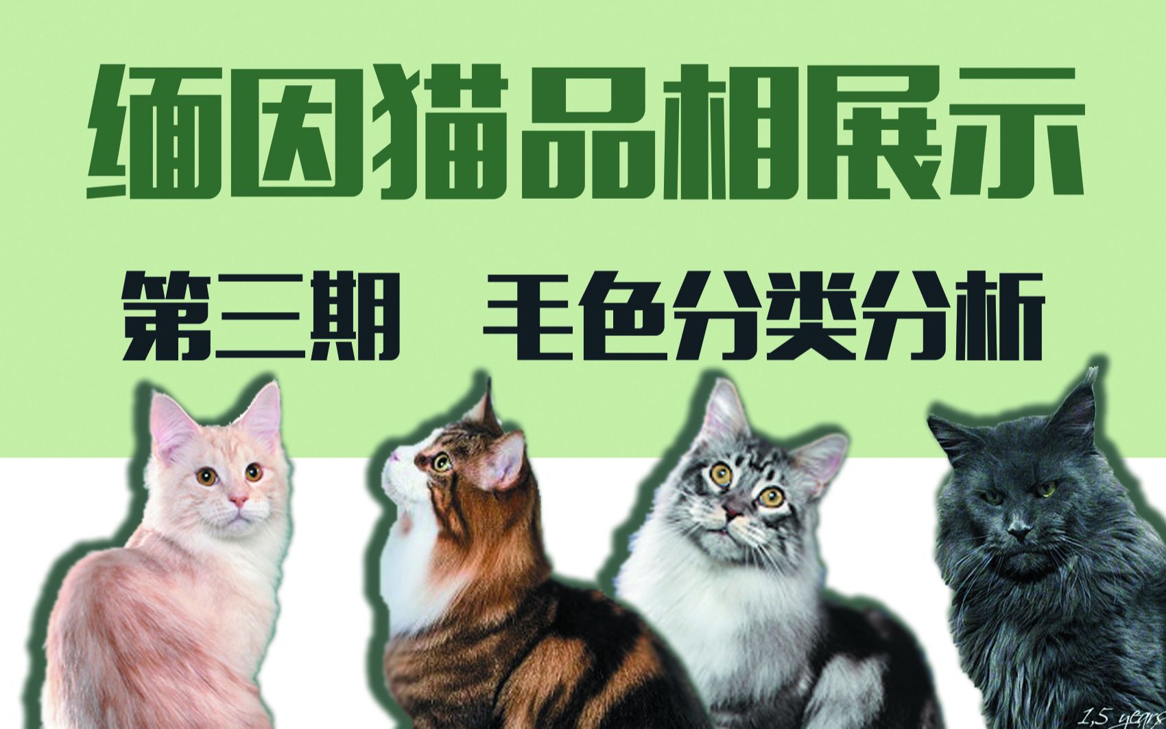 【缅因猫品相】第三期:CFA/TICA缅因猫花色分类详解,好看的皮囊不能少!哔哩哔哩bilibili