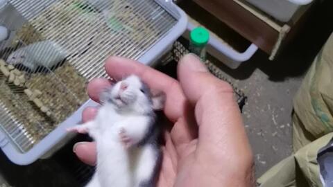 花枝鼠 再摸下去 鼠鼠我就要变成球了 哔哩哔哩 Bilibili