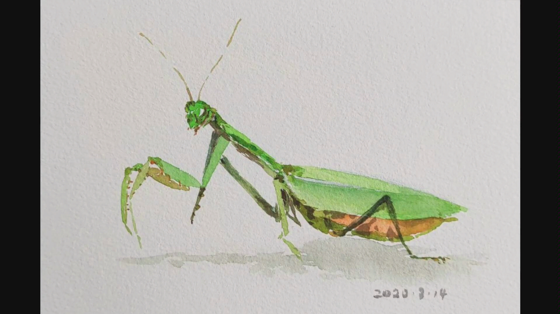 【水彩】临摹 介疾老师古风水彩 打卡 一只需要减肥的螳螂