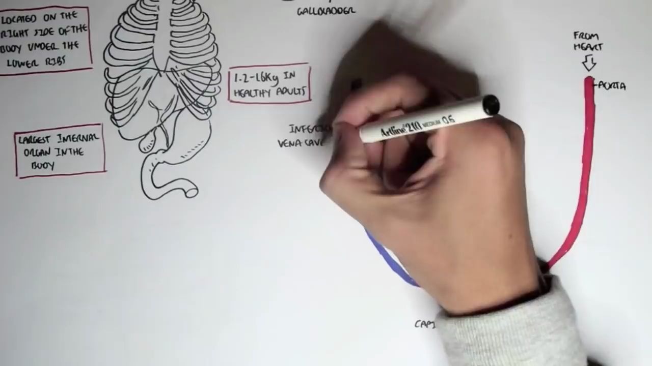 [图]【生肉】肝动脉和血液供应Liver Anatomy and Blood Supply