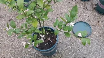 香水柠檬做好这几点 明年结果才多 哔哩哔哩 Bilibili 香水柠檬做好这几点 明年结果才多 哔哩哔哩 Bilibili
