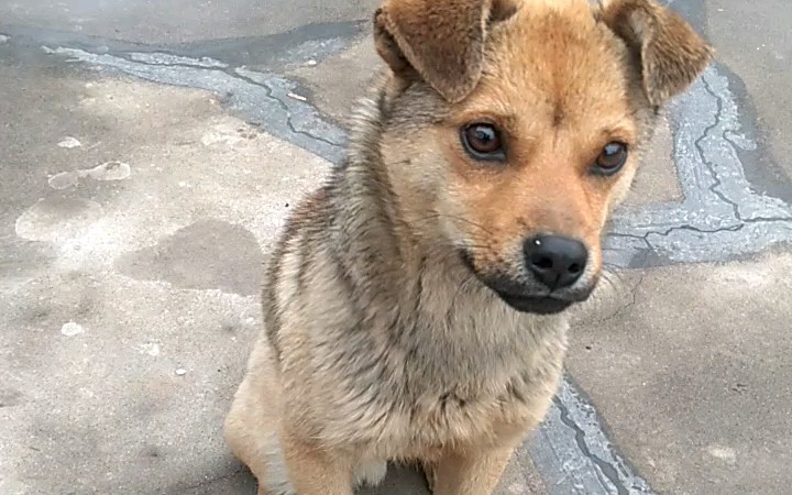 【中华田园犬】训练阿黄坐下