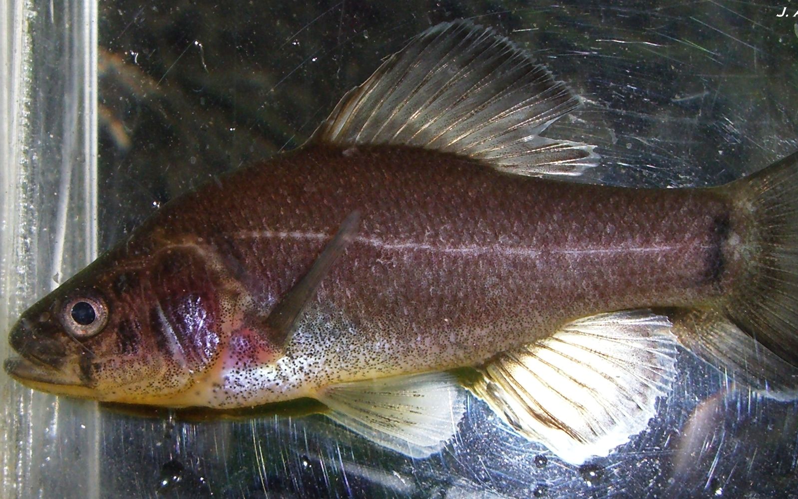 这种鱼的菊花居然长在下巴上_哔哩哔哩 (゜-゜)つロ 干杯~-bilibili