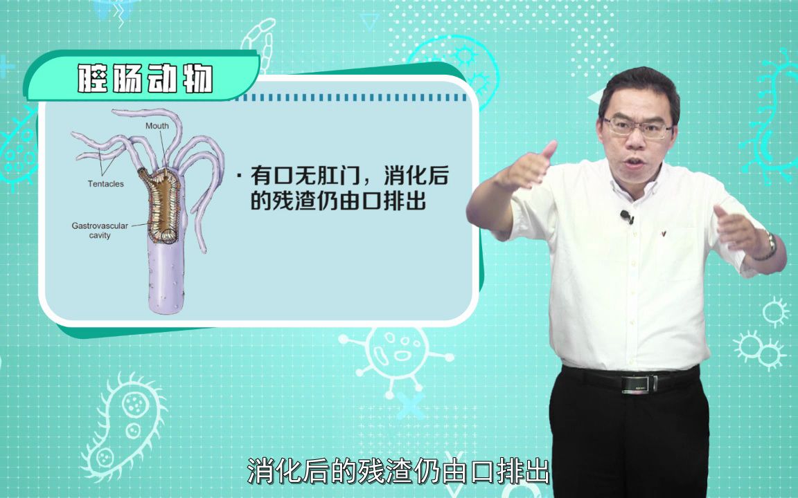 41 腔肠动物主要特征哔哩哔哩bilibili