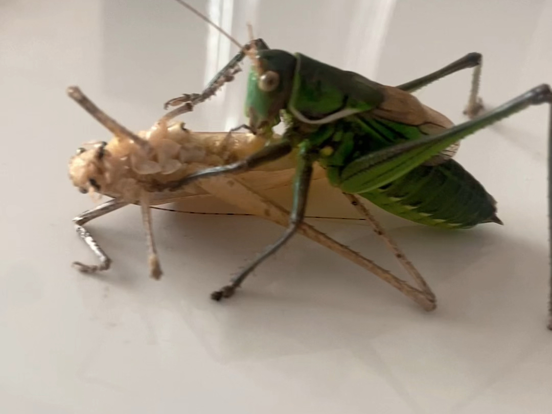 优雅蝈螽扑食宽翅纺织娘,纺织娘瞬间被秒!