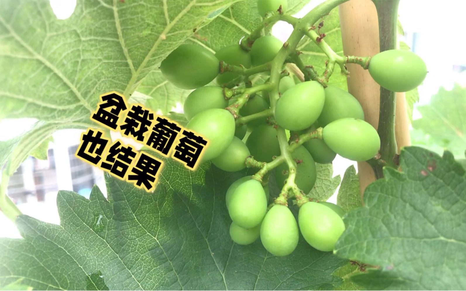 盆栽一株巨峰葡萄,有二个长花杆,开始结有三串葡萄了