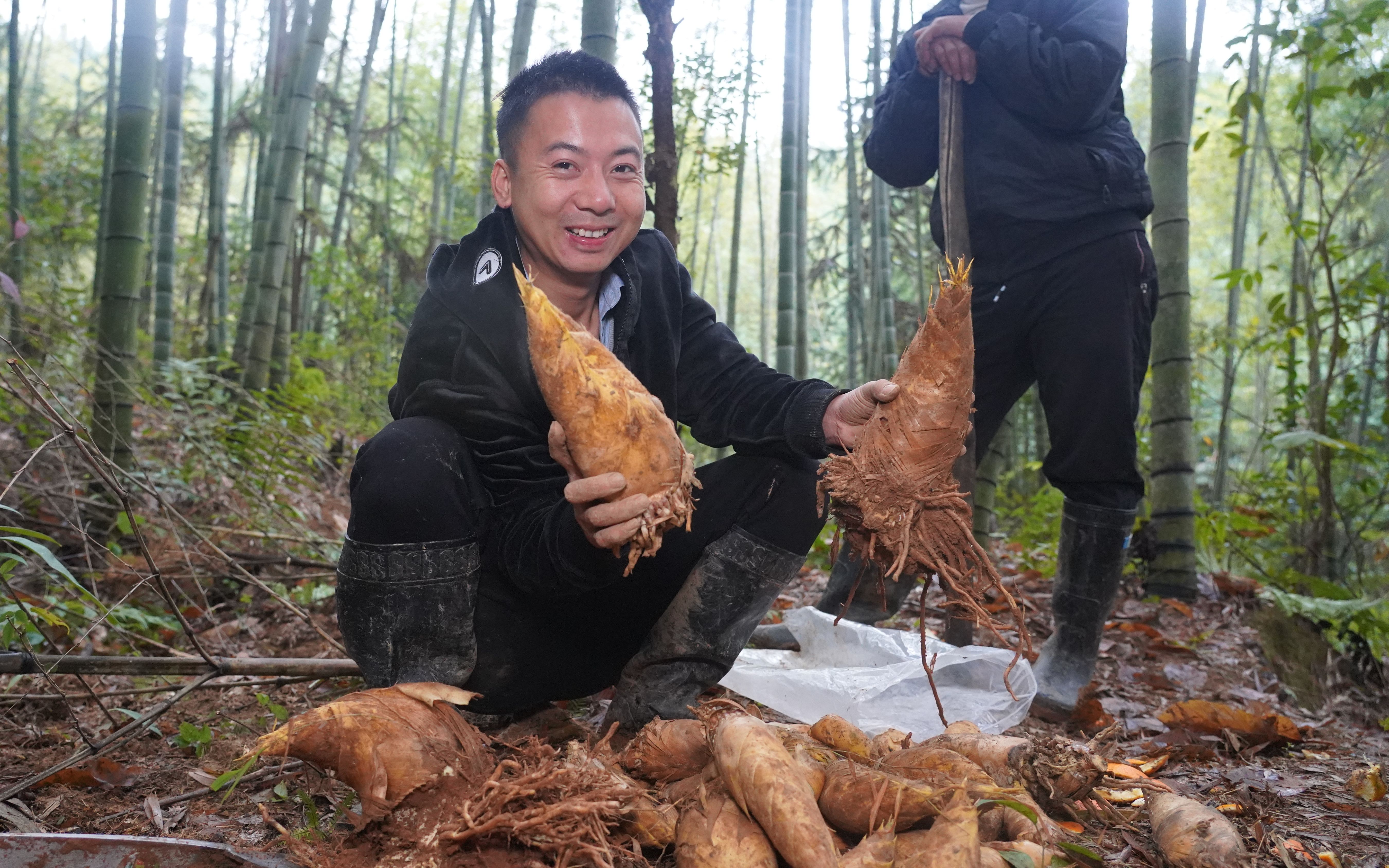 华农兄弟:叫上兄弟姐妹,还有狗子一起去挖笋,收获满满