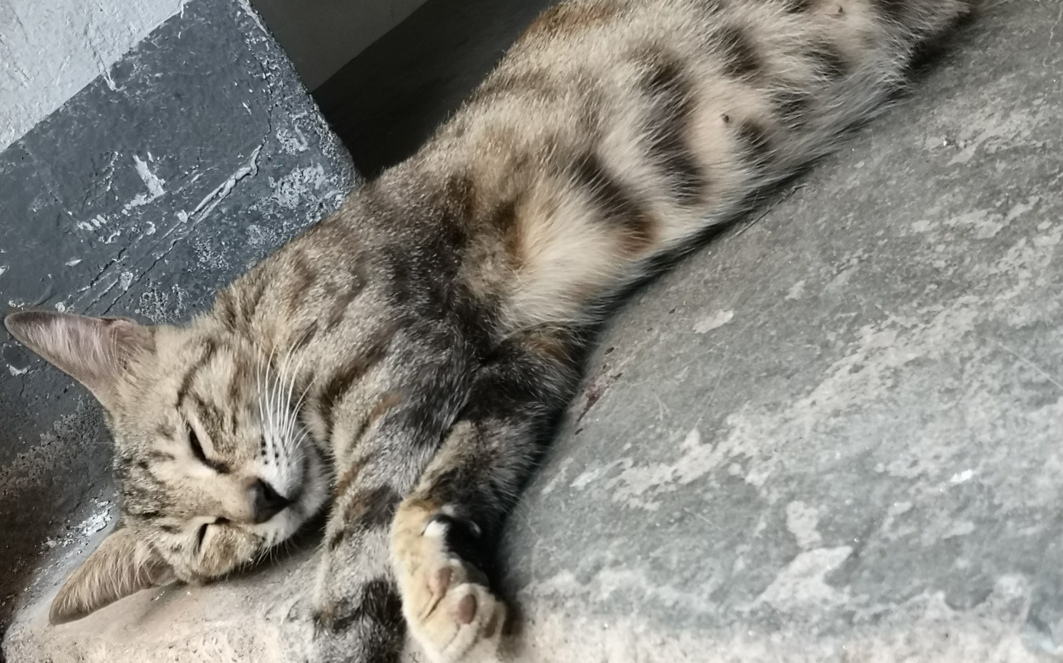 趴在回家通道的色气可爱猫咪