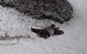 Скачать видео: 2021年2月，玩雪的美香和添添，看起来超开心的！