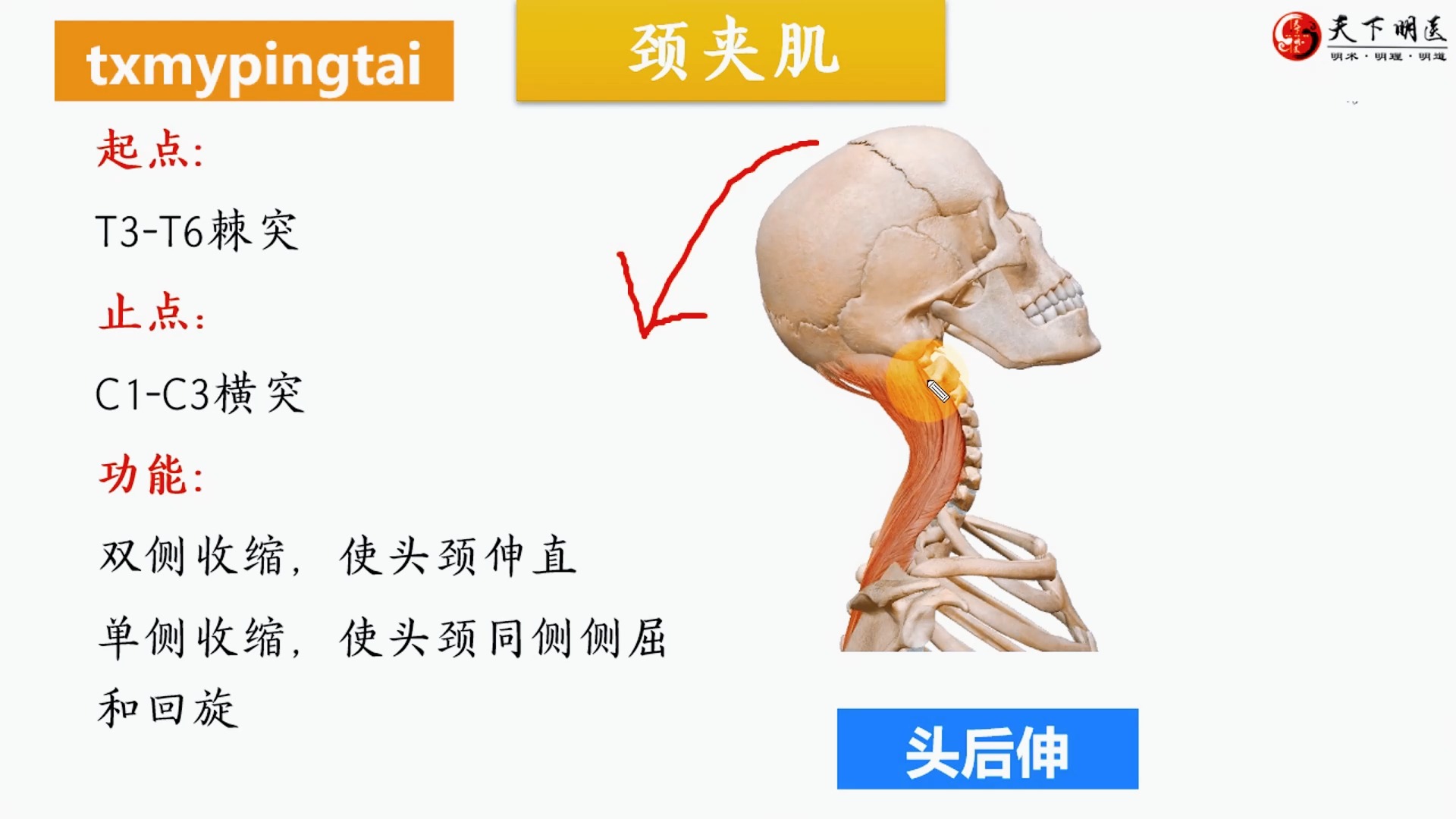 头夹肌颈夹肌图片