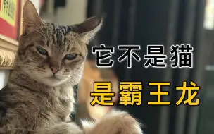 Download Video: 这不是猫，是霸王龙