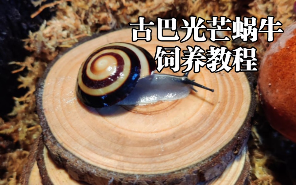 古巴光芒蜗牛Caracolus的全面饲养教程【睡前软体动物学197】哔哩哔哩bilibili