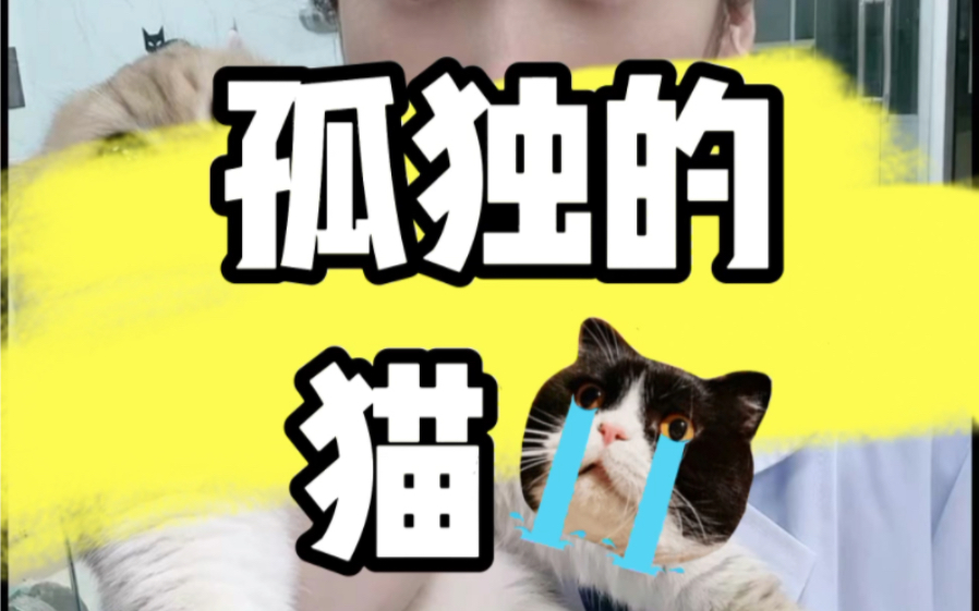 孤独的猫咪哔哩哔哩bilibili