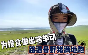 Download Video: 实拍草原怀孕母野猪：女汉子投食不成被嫌弃，遇野生动物该咋办？