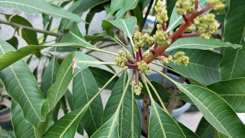 盆栽芒果开花了