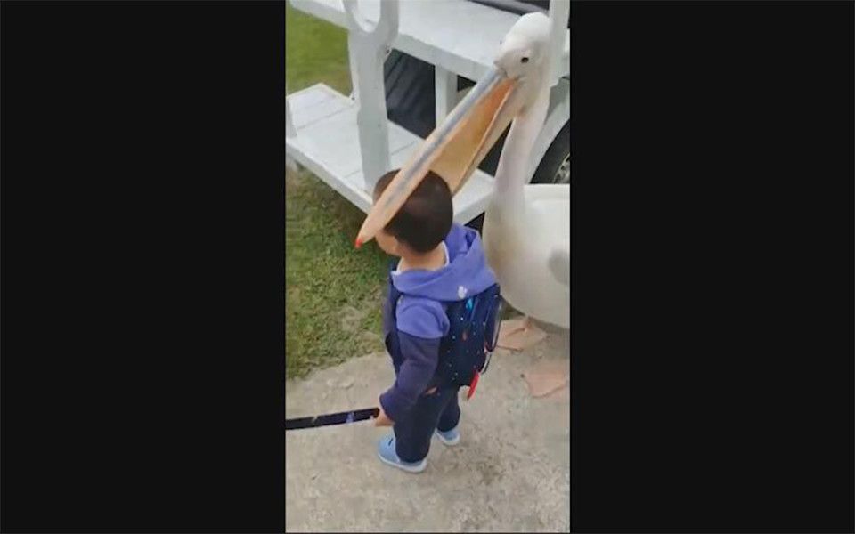 看鹈鹕吃小孩啦