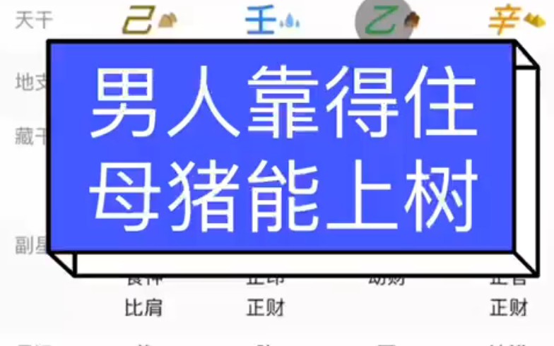 男人靠得住,母猪都能上树!