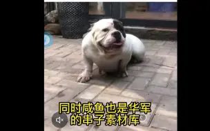 Download Video: 盘点新手购买恶霸犬渠道利弊