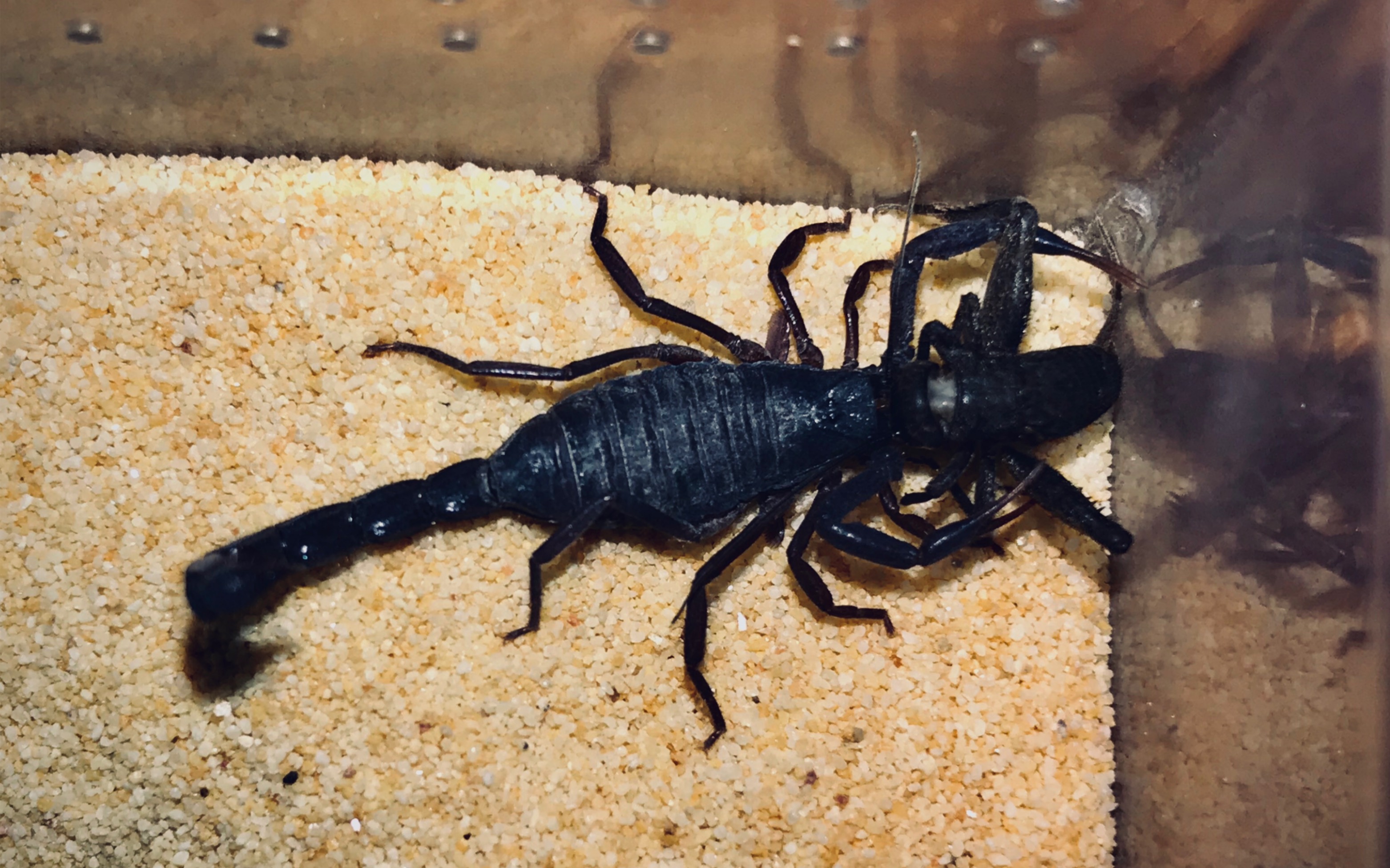 3l pvb捕食油葫芦若虫_哔哩哔哩 (゜-゜)つロ 干杯~-bilibili