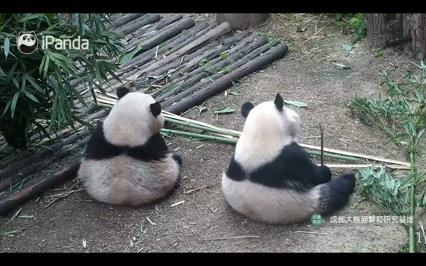 花花上班路 光是看花花吃饭和姐弟两个背对着坐就很治愈了