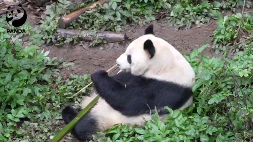 [图]【大熊猫成功】和花和叶的妈妈成功女士的新视频，基地公众号2022.2.23日发布