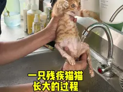 Descargar video: 一只残疾的流浪猫长大过程，最后竟然起飞了