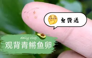 Download Video: 观背青鳉，我能接受你们两个月就产卵了，但是我接受不了，我没缸了~鱼满为患了~有人要吗？