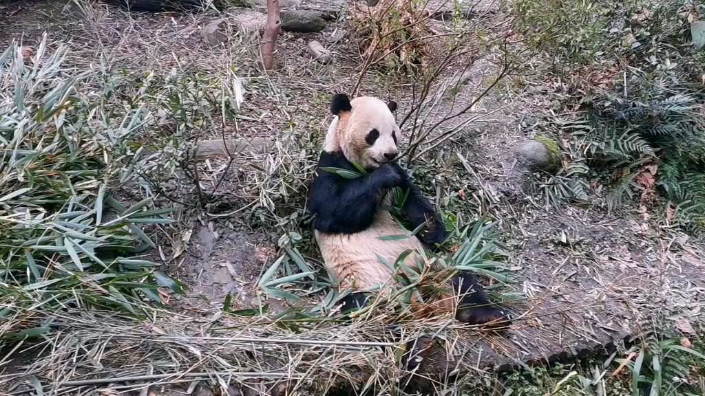 【大熊猫双好】嗯嗯嗯嗯嗯𐟘„哔哩哔哩bilibili