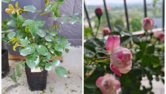 近日多雨 放晴后嫁接的和室也开花了 哔哩哔哩 Bilibili