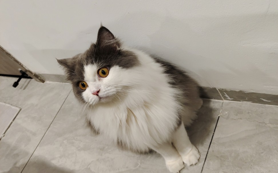 记录给猫南北梳毛