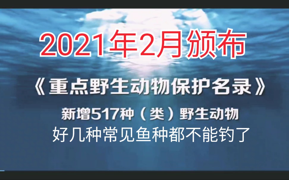 亲爱的钓友,请清理一下朋友圈,不要晒鱼获了.钓到岩鲤,芝麻剑的.马上放了.两年啊.哔哩哔哩bilibili