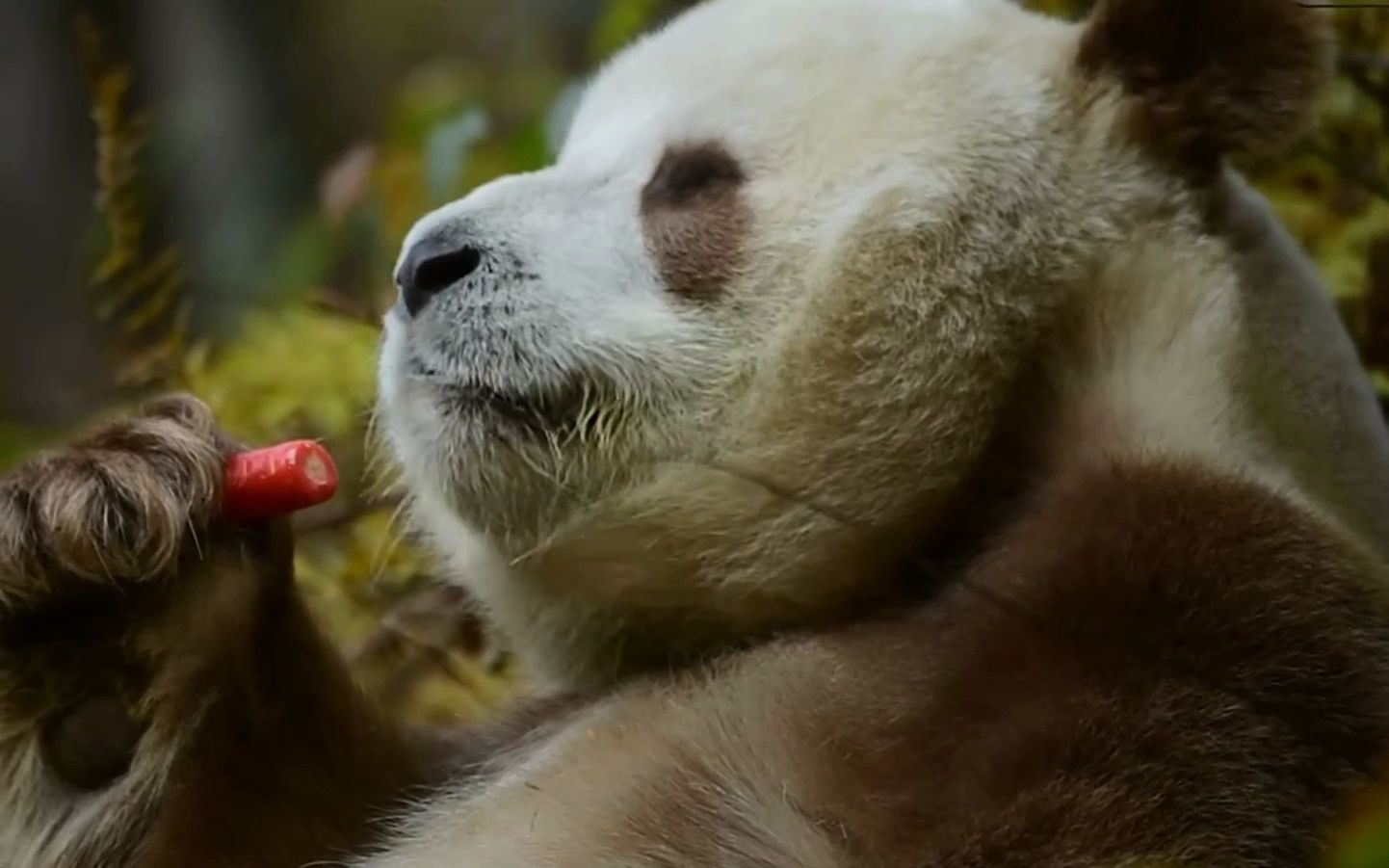 闭眼享受!熊猫七仔吃小萝卜,论会享受七仔当仁不让!