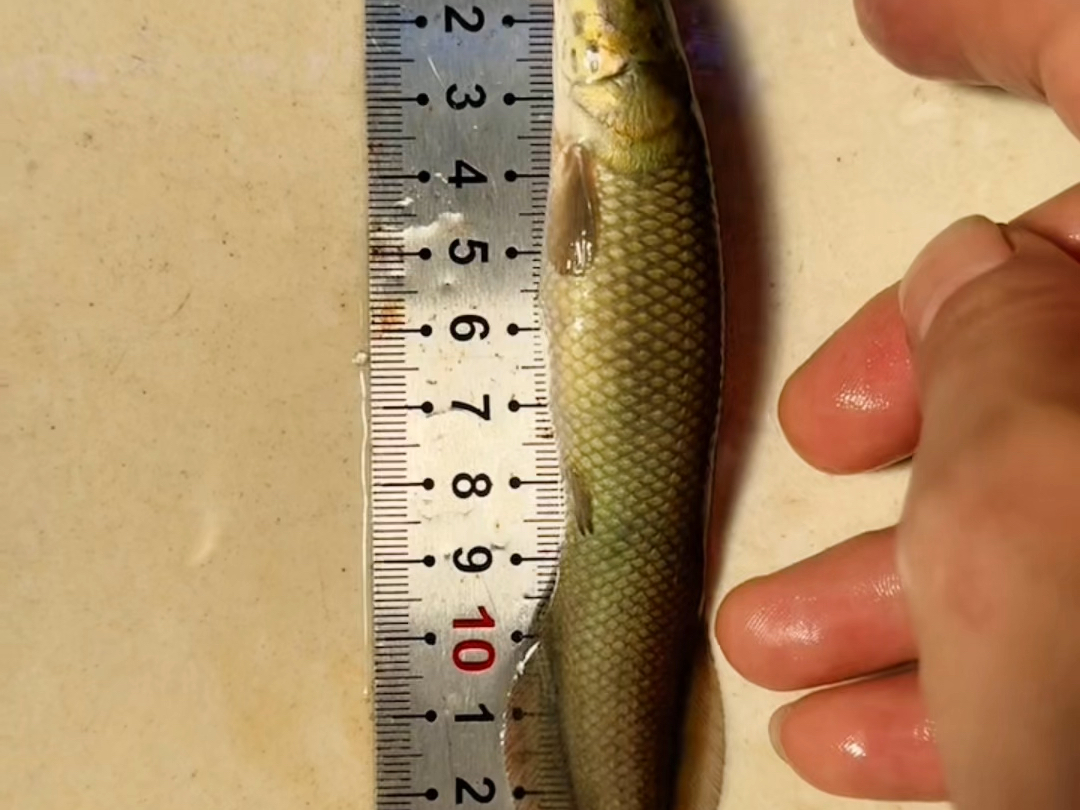巨骨舌鱼苗子,12公分左右,正品好苗,还剩少量,尺寸稍微长大,批发价