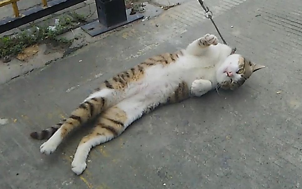 露出白肚皮的老花猫