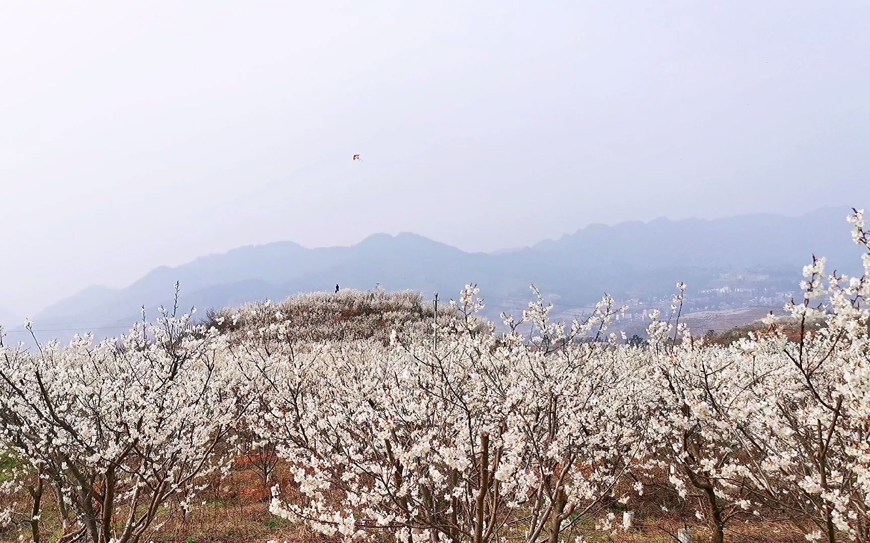 纳雍总溪河樱花景点图片