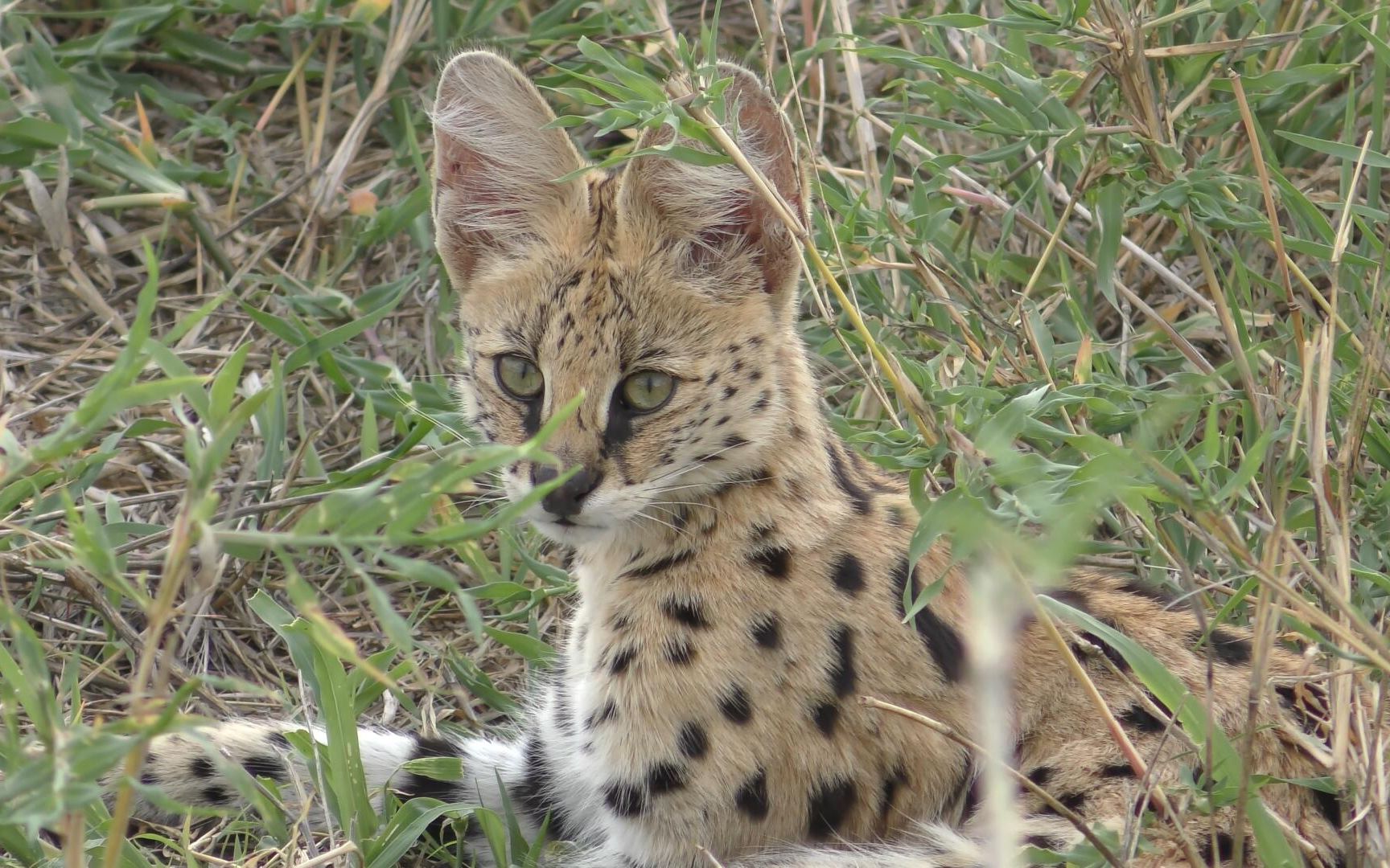 【4k】可爱薮猫蹲在草丛里舔毛