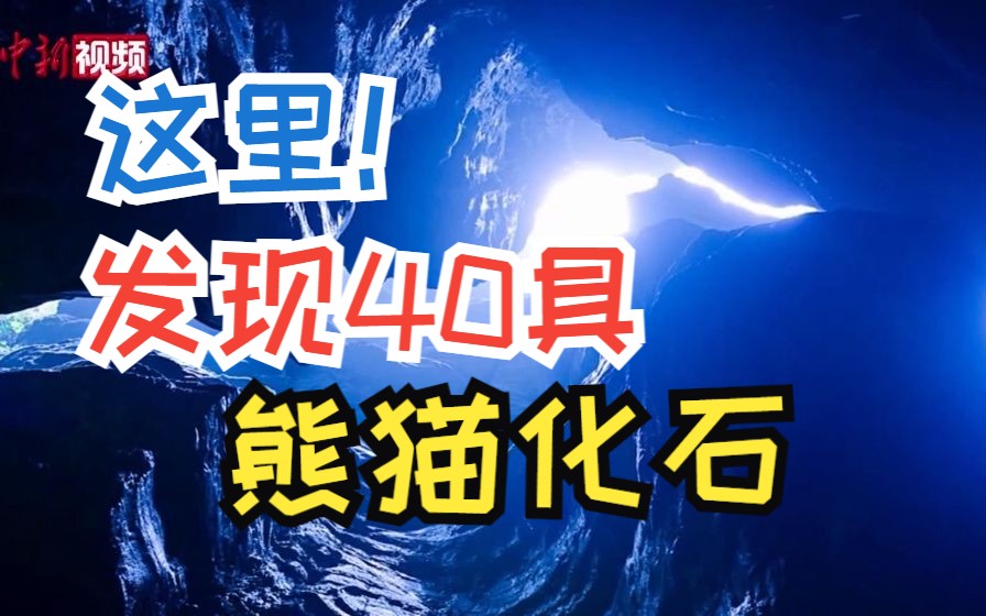 贵州绥阳双河洞跃居“世界第三长洞” 发现大熊猫个体化石40具哔哩哔哩bilibili