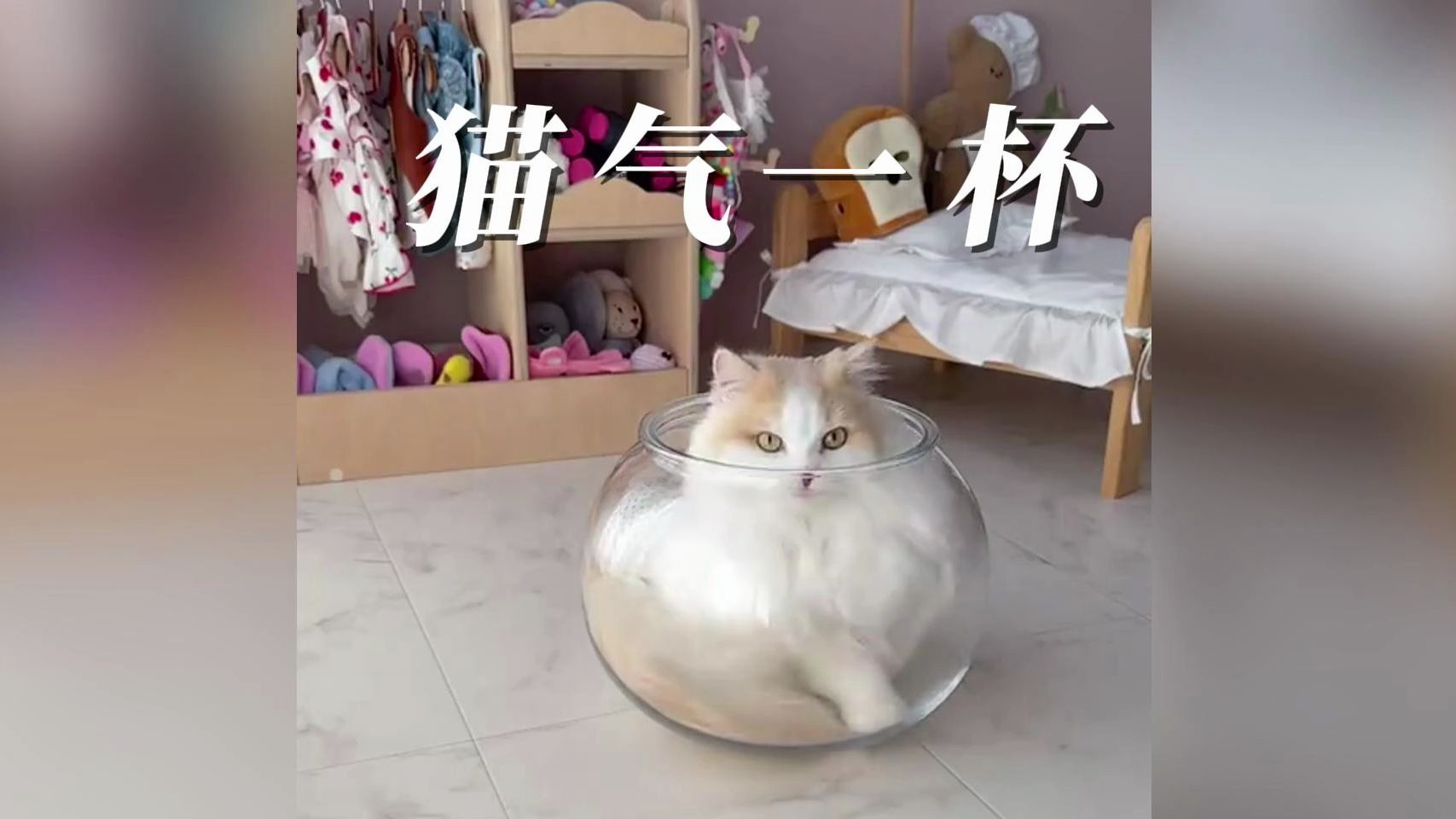 猫猫是液体的!可爱!谁说的?我说的!可爱!可爱!可爱!可爱!可爱!可爱!