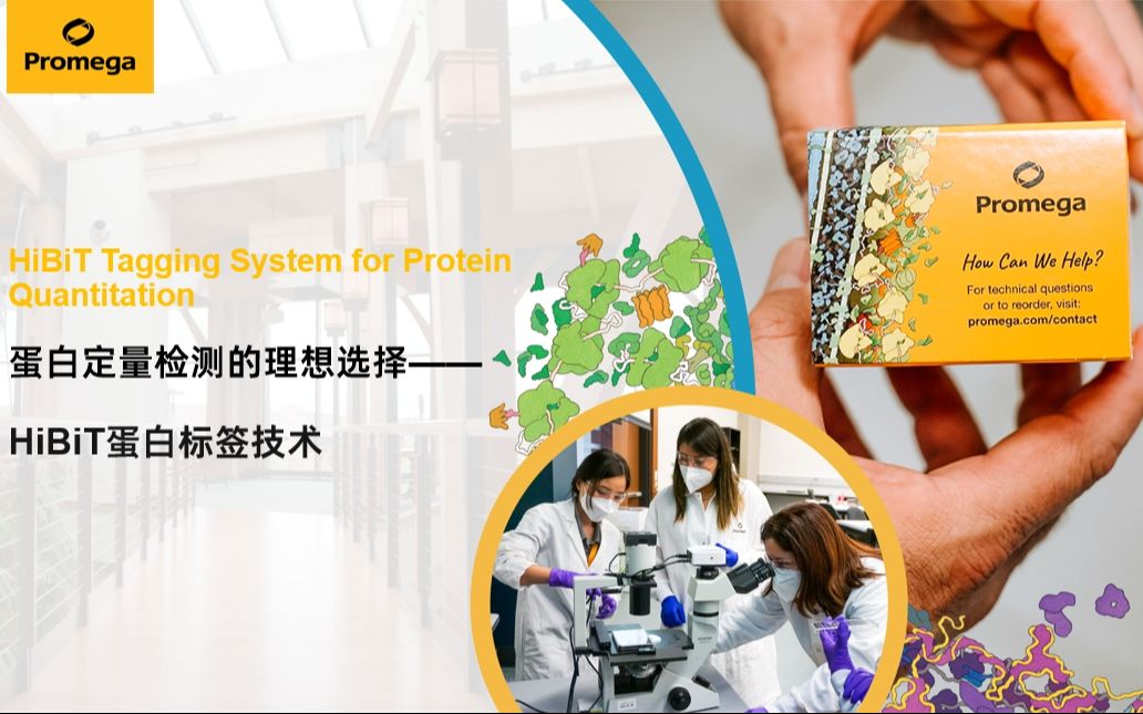 蛋白定量检测的理想选择--HiBiT蛋白标签技术