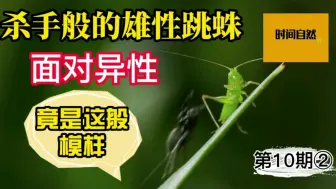 Video herunterladen: 杀手般的雄性跳蛛：面对猎物凶残至极，但面对异性竟是这般模样！