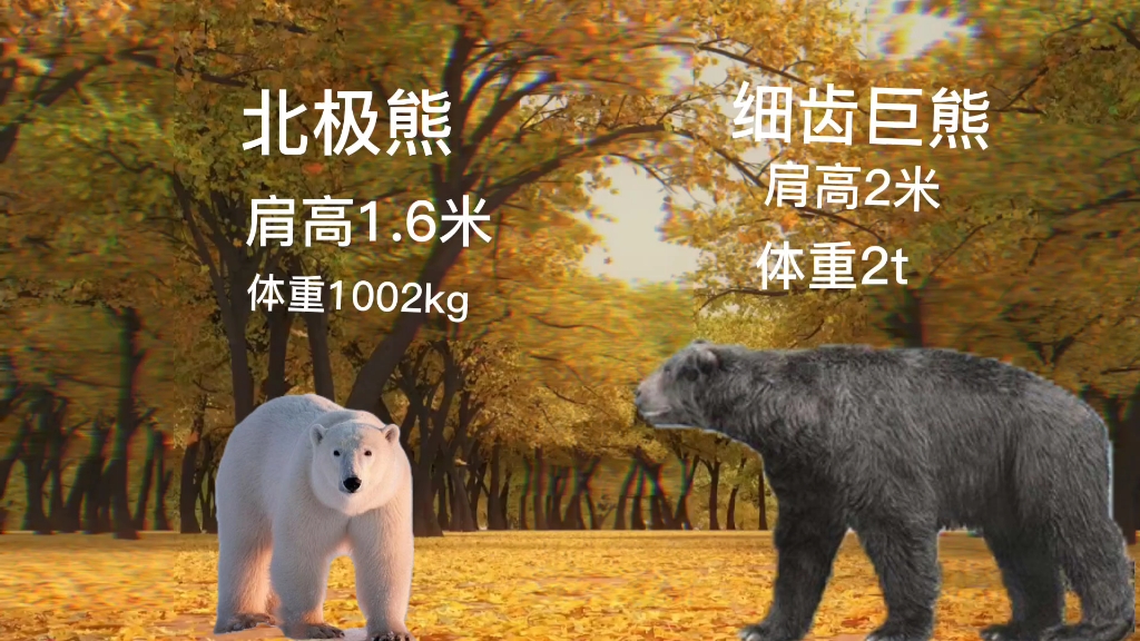 北极熊vs细齿巨熊